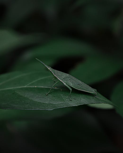 Close-up of a green katydid insect perched on a large, smooth, dark green leaf with visible veins and tiny water droplets, set against a blurred background of lush foliage. The katydid's elongated bod